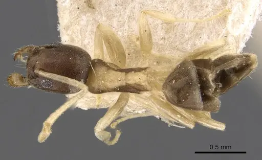 Tapinoma breviscapum specimen CASENT0909768 image casent0909768_1