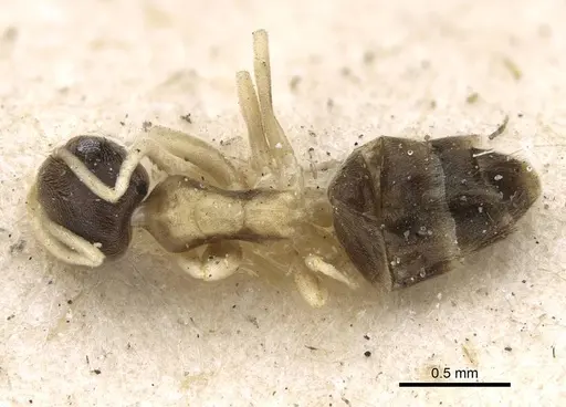 Tapinoma breviscapum specimen CASENT0922450 image casent0922450_1