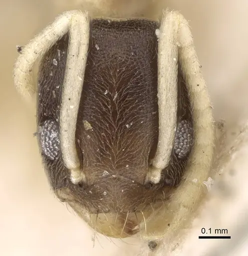 Tapinoma breviscapum specimen CASENT0922450 image casent0922450_2