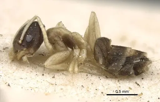 Tapinoma breviscapum specimen CASENT0922450 image casent0922450_3