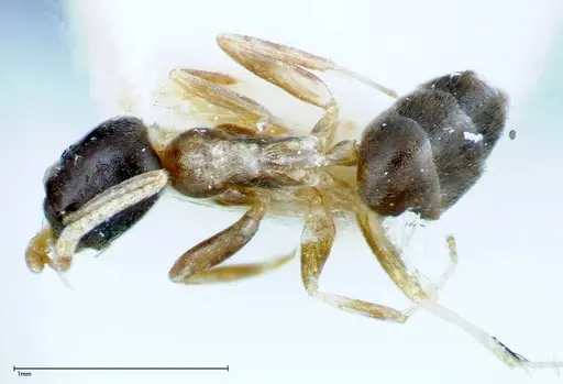 Tapinoma breviscapum specimen FOCOL0184-1 image focol0184-1_1