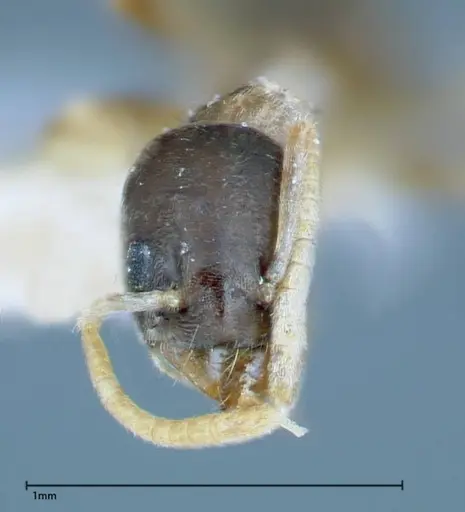 Tapinoma breviscapum specimen FOCOL0184-1 image focol0184-1_2