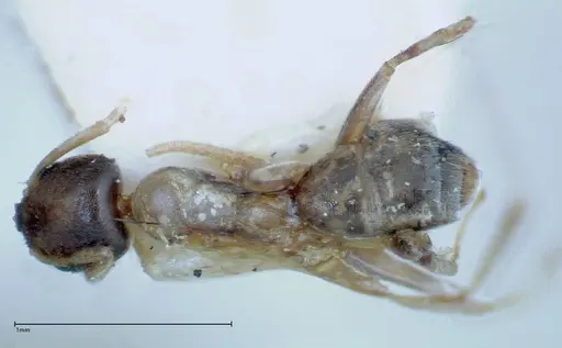 Tapinoma breviscapum specimen FOCOL0184-2 image focol0184-2_1