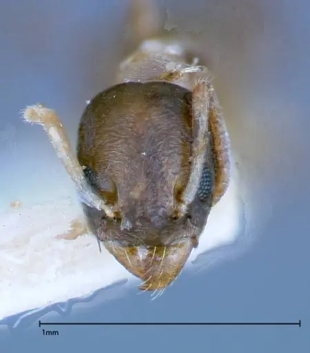 Tapinoma breviscapum specimen FOCOL0184-2 image focol0184-2_2