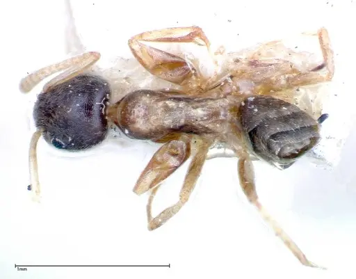 Tapinoma breviscapum specimen FOCOL0184-3 image focol0184-3_1