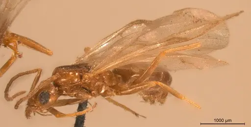 Tapinoma christophi specimen CASENT0904025 image casent0904025_2