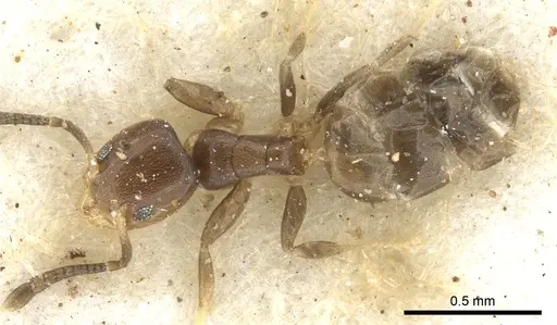 Tapinoma danitschi specimen CASENT0903067 image casent0903067_1