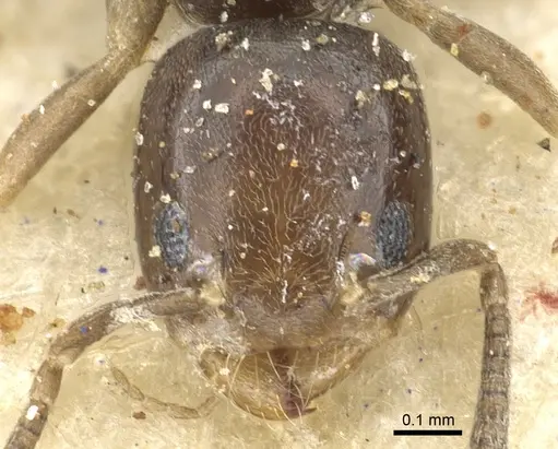 Tapinoma danitschi specimen CASENT0903068 image casent0903068_2