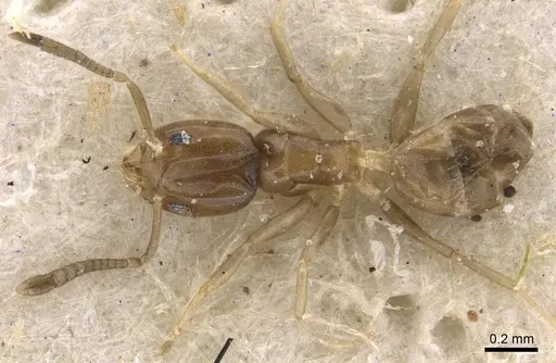 Tapinoma danitschi specimen CASENT0909769 image casent0909769_1
