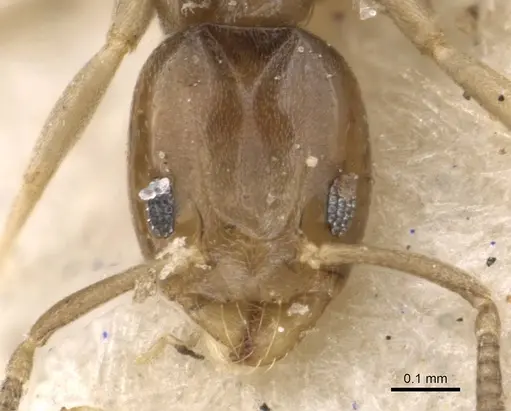 Tapinoma danitschi specimen CASENT0909769 image casent0909769_2