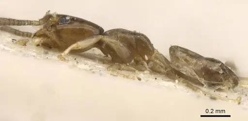 Tapinoma danitschi specimen CASENT0909769 image casent0909769_3