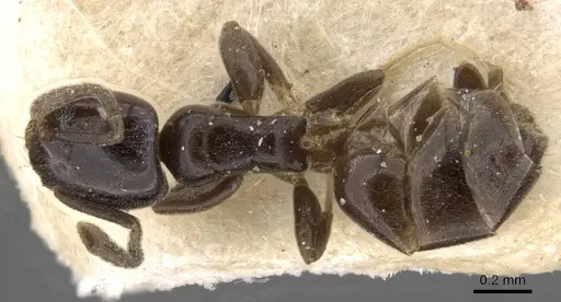 Tapinoma danitschi specimen CASENT0909770 image casent0909770_1