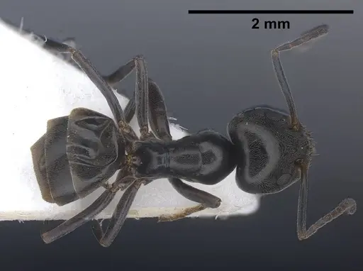 Tapinoma darioi specimen ANTWEB1038033 image antweb1038033_1