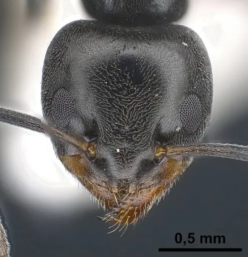 Tapinoma darioi specimen ANTWEB1038033 image antweb1038033_3