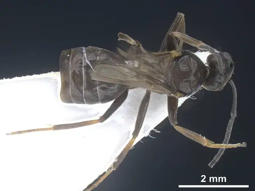 Tapinoma darioi specimen ANTWEB1038034 image antweb1038034_1