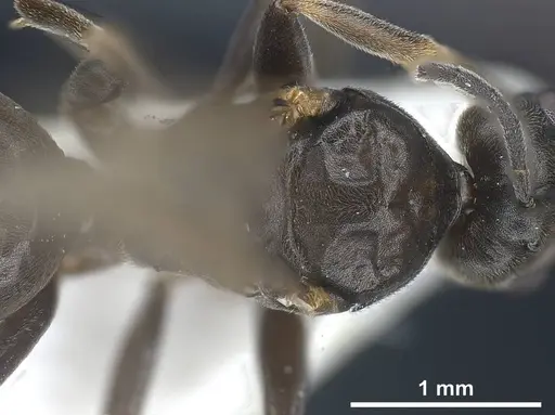 Tapinoma darioi specimen ANTWEB1038034 image antweb1038034_2
