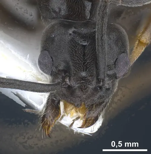 Tapinoma darioi specimen ANTWEB1038034 image antweb1038034_3