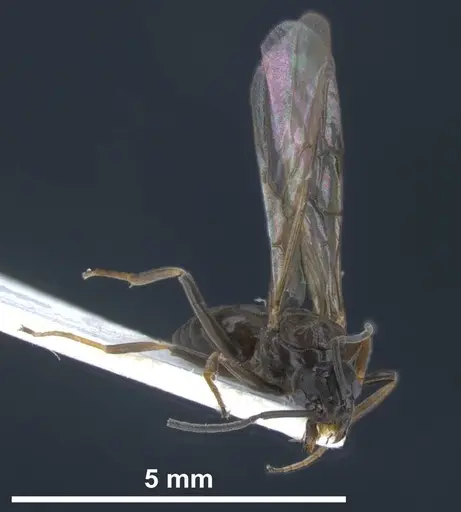 Tapinoma darioi specimen ANTWEB1038034 image antweb1038034_6