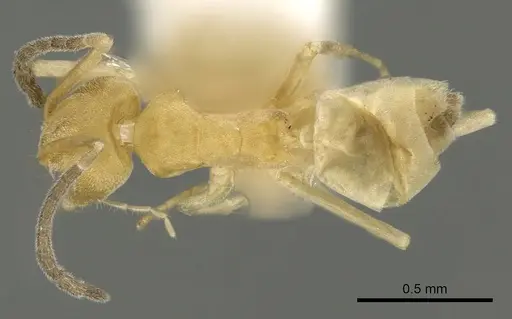 Tapinoma demissum specimen CASENT0280675 image casent0280675_1