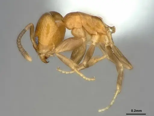 Tapinoma demissum specimen CASENT0886030 image casent0886030_3