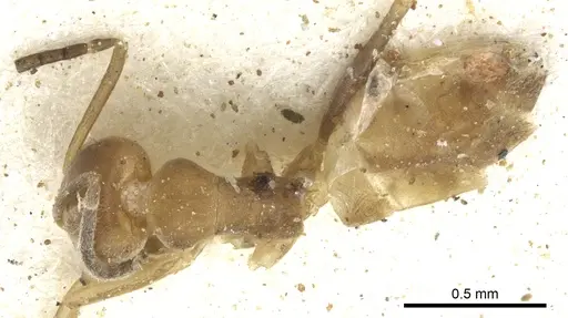 Tapinoma demissum specimen CASENT0903071 image casent0903071_1