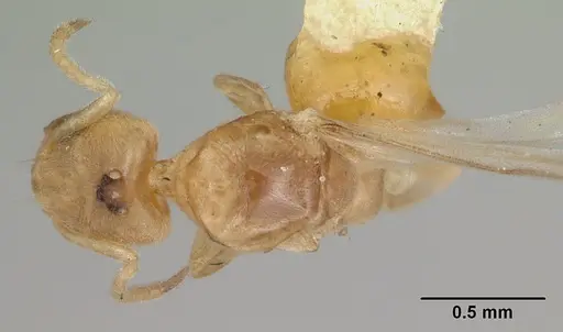 Tapinoma emeryi specimen CASENT0103347 image casent0103347_1