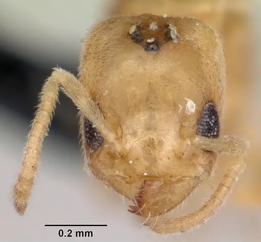 Tapinoma emeryi specimen CASENT0103347 image casent0103347_3