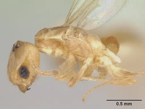Tapinoma emeryi specimen CASENT0103347 image casent0103347_4