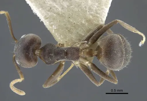 Tapinoma epinotale specimen CASENT0917131 image casent0917131_1