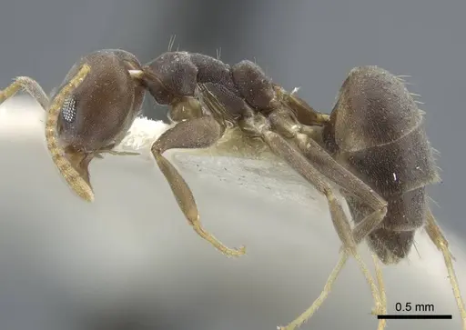 Tapinoma epinotale specimen CASENT0917131 image casent0917131_4