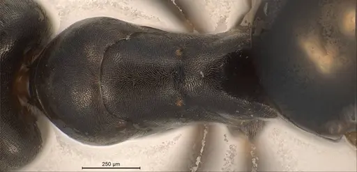 Tapinoma erraticum specimen ANTWEB1008468 image antweb1008468_2