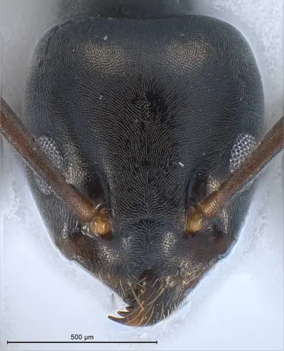 Tapinoma erraticum specimen ANTWEB1008468 image antweb1008468_3