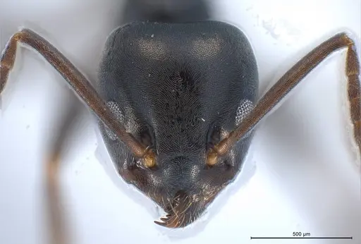 Tapinoma erraticum specimen ANTWEB1008468 image antweb1008468_4