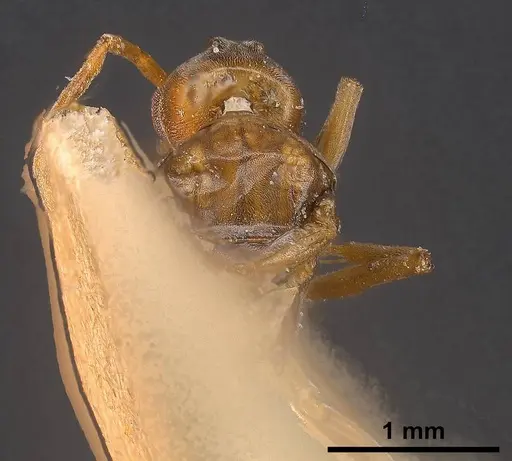 Tapinoma erraticum specimen ANTWEB1038038 image antweb1038038_1