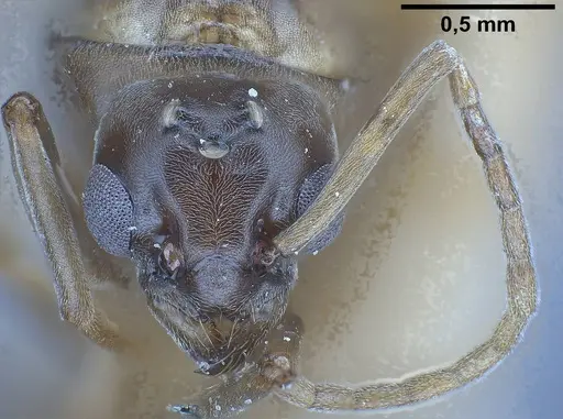 Tapinoma erraticum specimen ANTWEB1038038 image antweb1038038_3