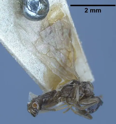 Tapinoma erraticum specimen ANTWEB1038038 image antweb1038038_4