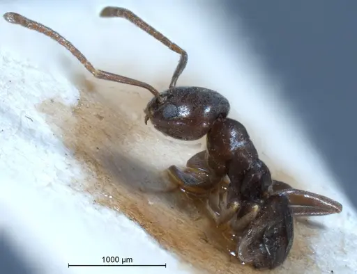 Tapinoma erraticum specimen ANTWEB1041292 image antweb1041292_4