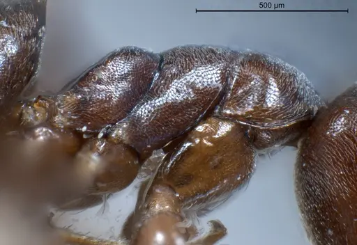 Tapinoma erraticum specimen ANTWEB1041292 image antweb1041292_5