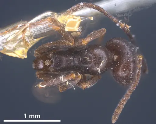 Tapinoma erraticum specimen ANTWEB1041461 image antweb1041461_1