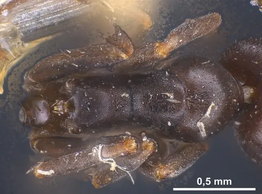 Tapinoma erraticum specimen ANTWEB1041461 image antweb1041461_2