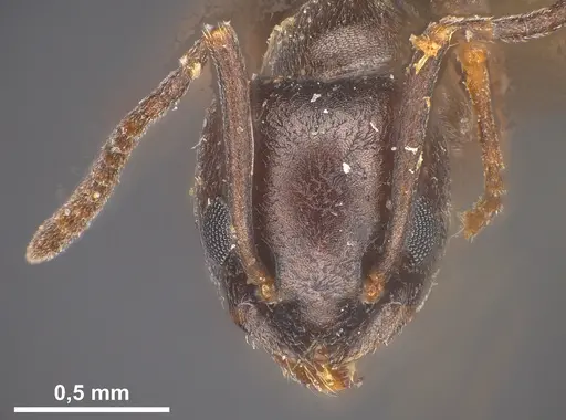 Tapinoma erraticum specimen ANTWEB1041461 image antweb1041461_3