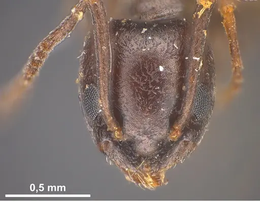 Tapinoma erraticum specimen ANTWEB1041461 image antweb1041461_4