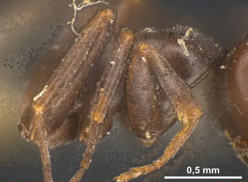 Tapinoma erraticum specimen ANTWEB1041461 image antweb1041461_6