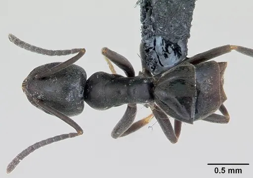 Tapinoma erraticum specimen CASENT0173152 image casent0173152_1
