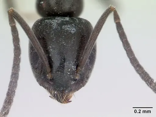 Tapinoma erraticum specimen CASENT0173152 image casent0173152_2