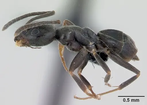 Tapinoma erraticum specimen CASENT0173152 image casent0173152_3