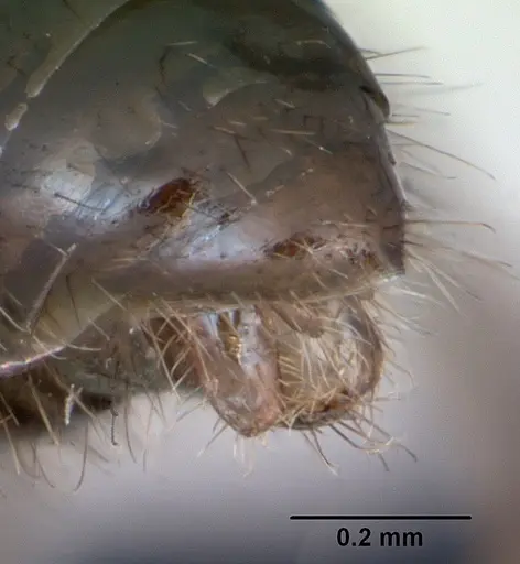 Tapinoma erraticum specimen CASENT0173152 image casent0173152_4