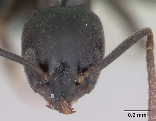 Tapinoma erraticum specimen CASENT0173199 image casent0173199_2