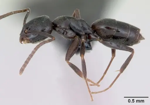 Tapinoma erraticum specimen CASENT0173199 image casent0173199_3
