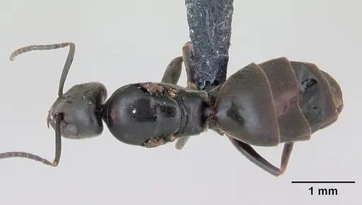 Tapinoma erraticum specimen CASENT0173200 image casent0173200_1